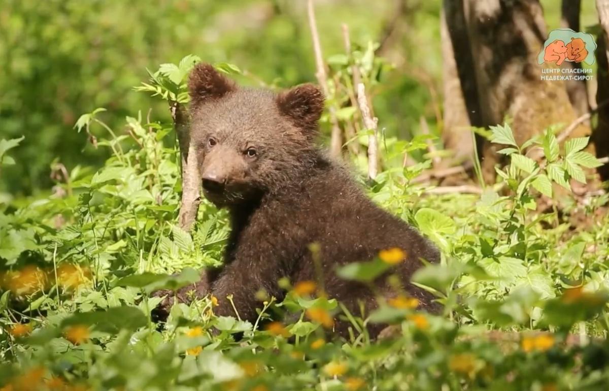 Биологи из Центра Пажетновых в Тверской области сняли видео о лесной жизни своих подопечных