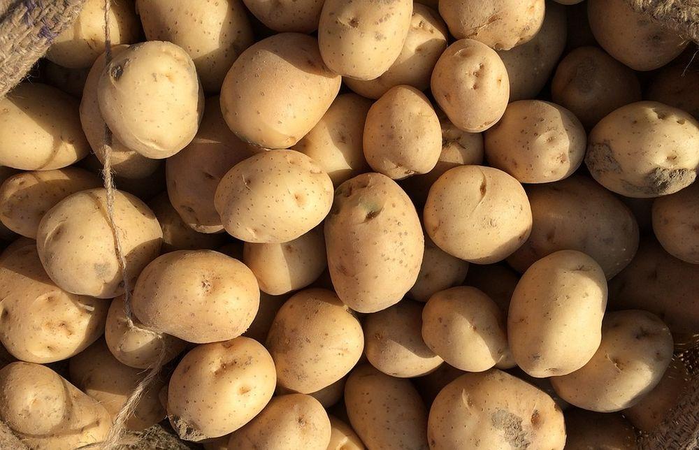 «Бабром» назвали в России новый сорт картофеля с урожайностью выше обычной