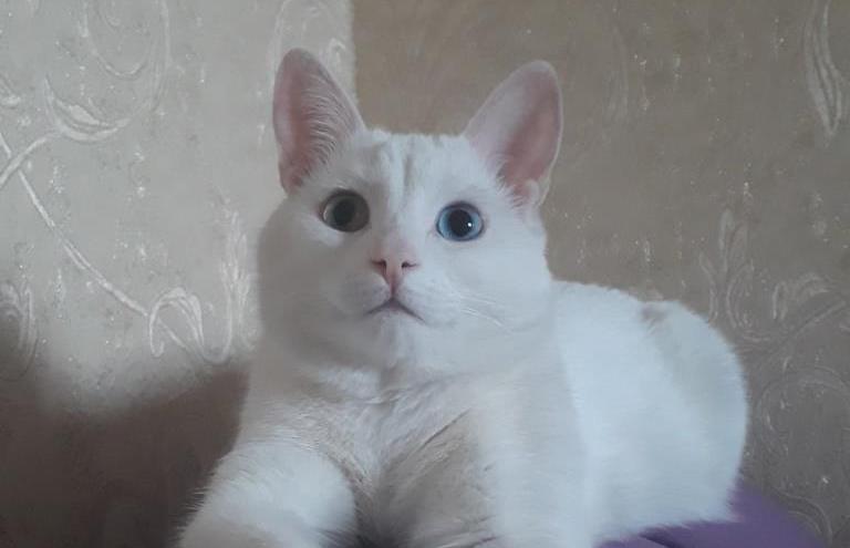 Под Тверью, по дороге из Москвы в Петербург, потерялся белый кот с разноцветными глазами