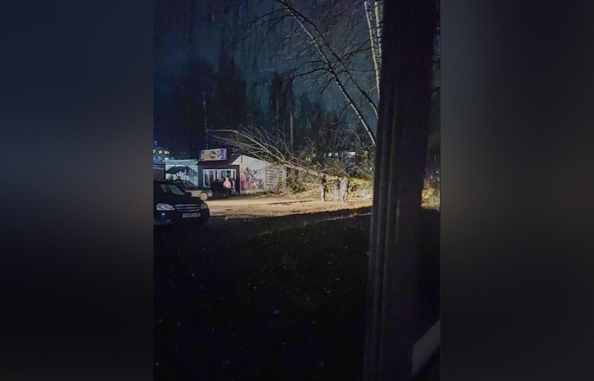В Бежецке дерево рухнуло на линию электропередач и раздавило автомобиль - новости Афанасий