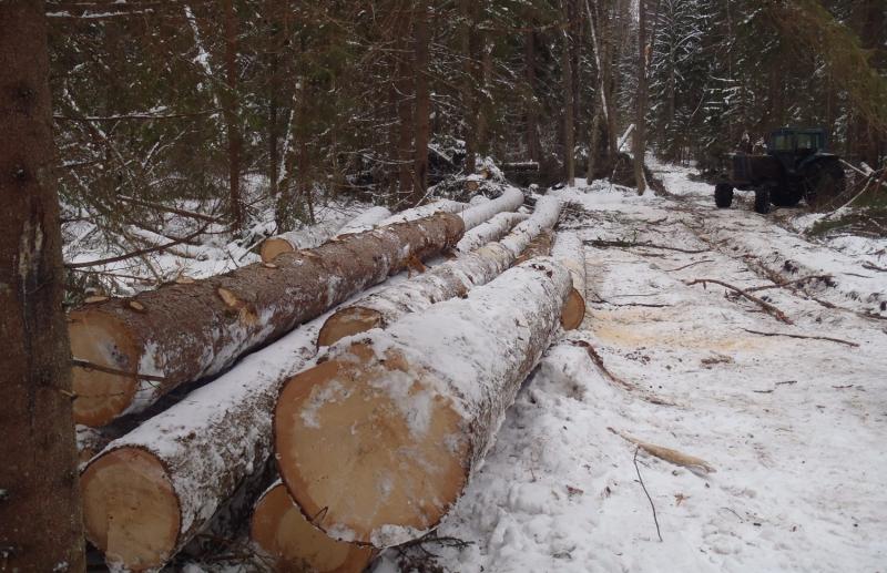 В окрестностях Спирово незаконно вырубили лес почти на 6 млн рублей - новости Афанасий
