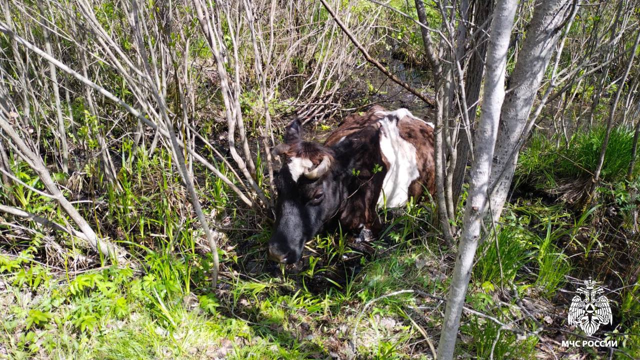 В Тверской области спасли застрявшую корову