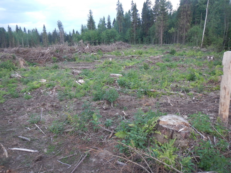 Житель Тверской области вырубал в лесу деревья и продавал их на лесопилку