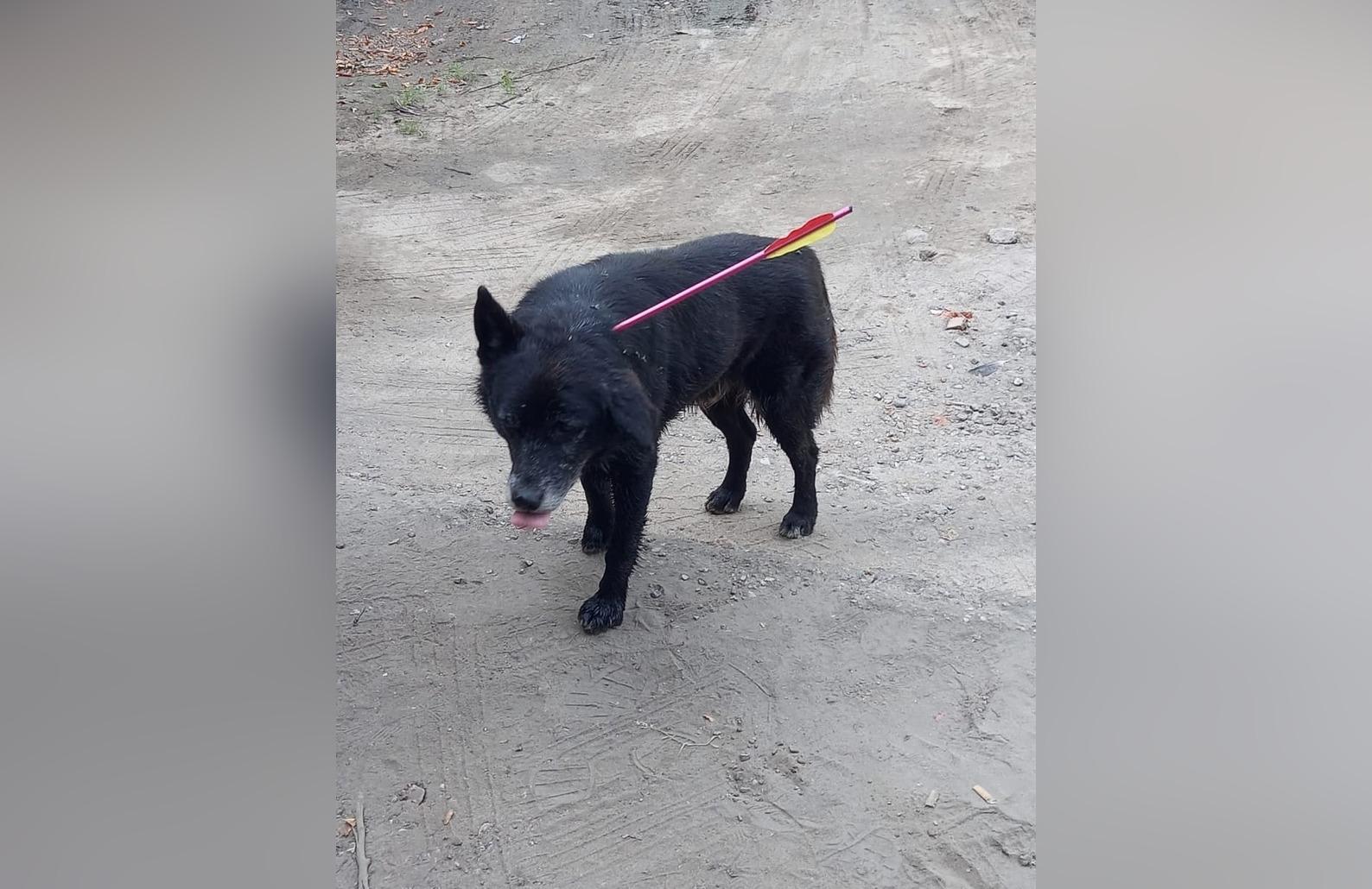 В Тверской области заметили собаку со стрелой в голове  - новости Афанасий