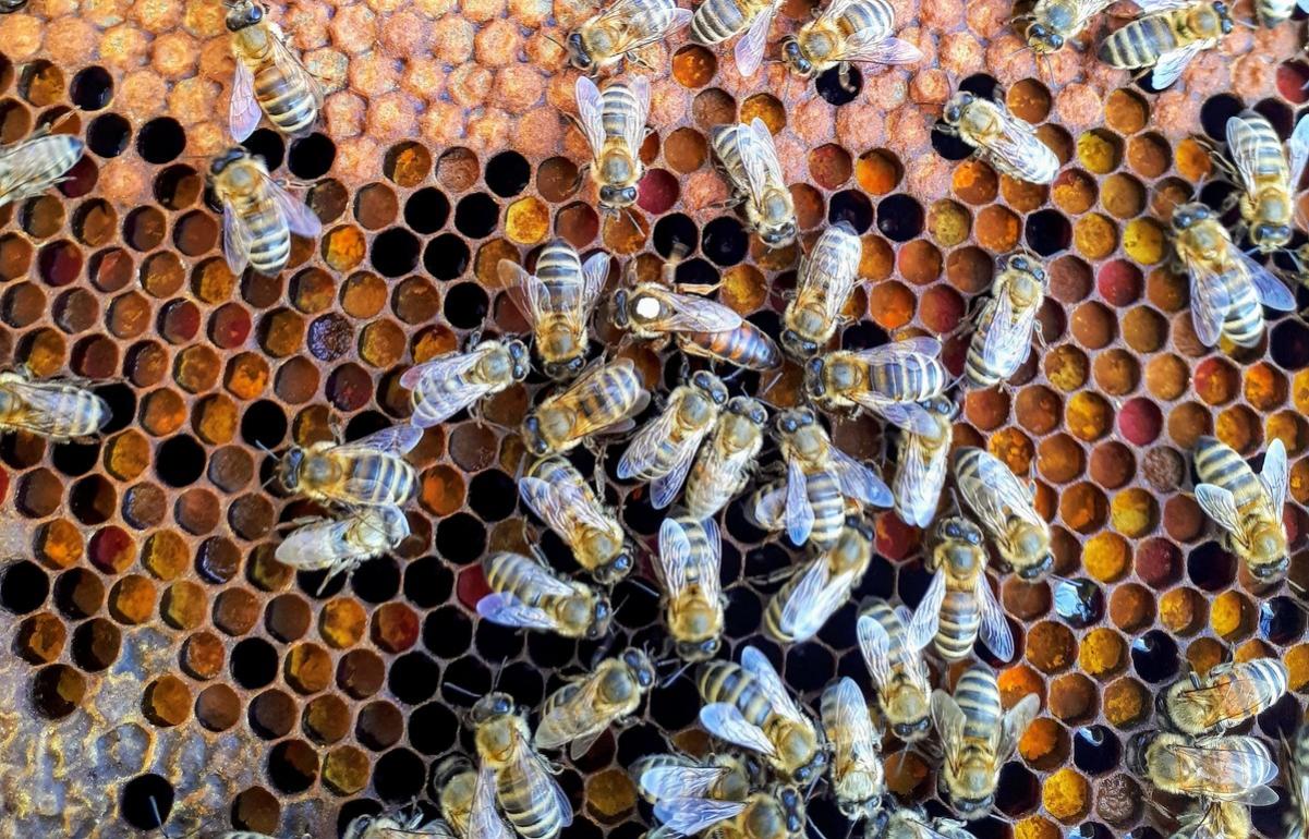 Пчелы на пасеке под Тверью оказались поражены опасной болезнью - новости Афанасий