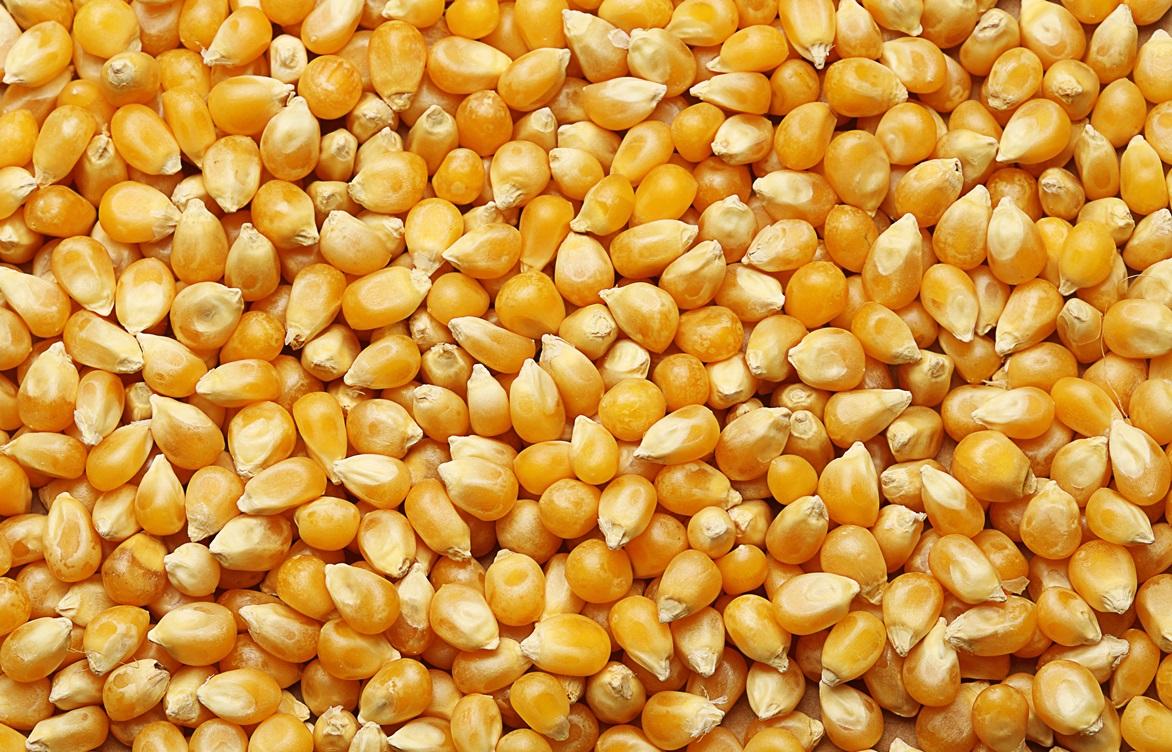 Предприятие заявило о поставке 125 тонн кукурузы, однако не отобразило их в системе контроля - новости Афанасий
