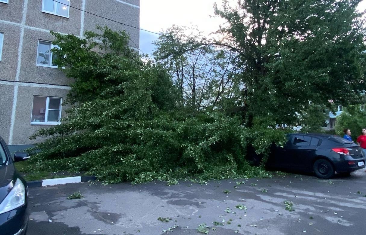 В поселке Редкино на легковушку упало дерево – Новости Твери и городов  Тверской области сегодня - Afanasy.biz – Тверские новости. Новости Твери.  Тверь новости. Новости. Новости сегодня. Новости Твери сегодня. Последние  новости