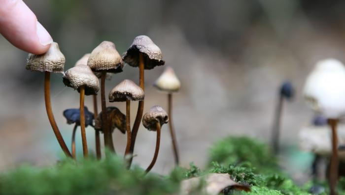 Жителя Тверской области будут судить за хранение галюциногенных грибов 