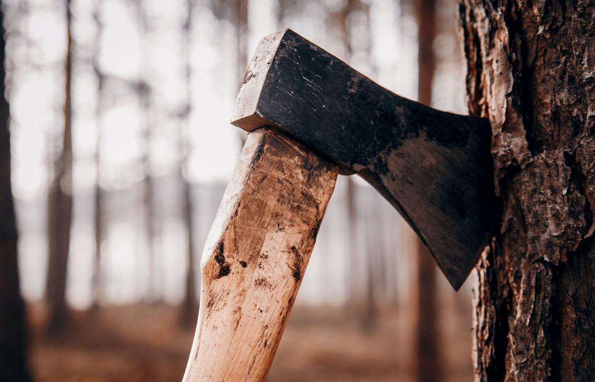 Жителя Сонковского района будут судить за незаконную вырубку сотни деревьев - новости Афанасий