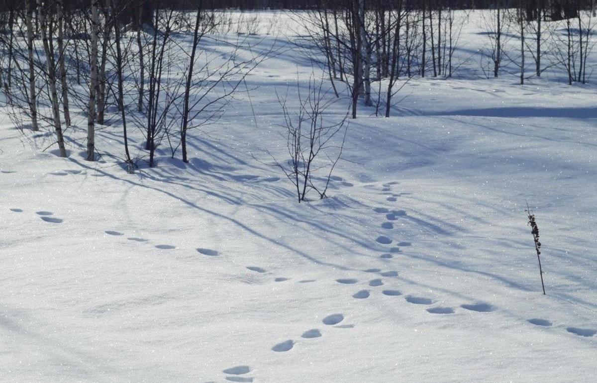 В Тверской области численность зверей оценят по следам на снегу