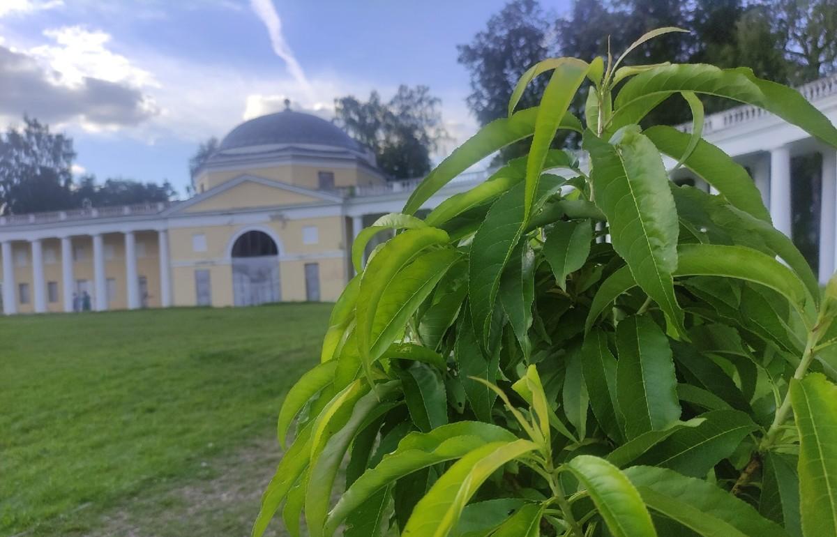 Жителей Тверской области приглашают посадить в усадьбе «Знаменское-Раек» розовый сад