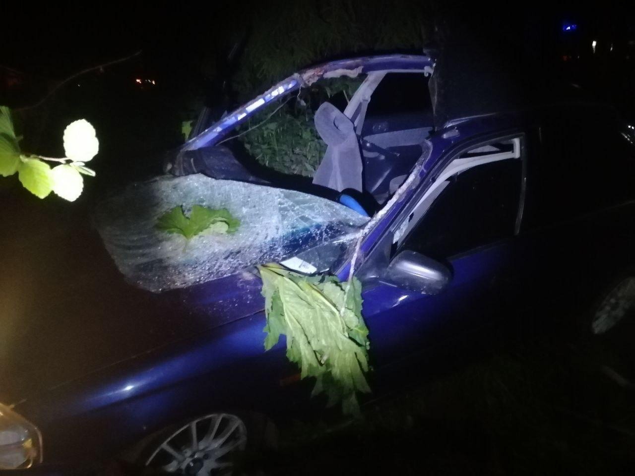 18-летний водитель пострадал в ДТП с лосем на темной дороге в Тверской области - новости Афанасий
