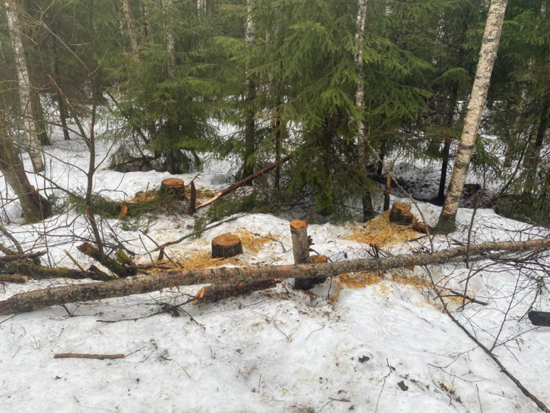 В Нелидовском районе Тверской области незаконно вырубали лес