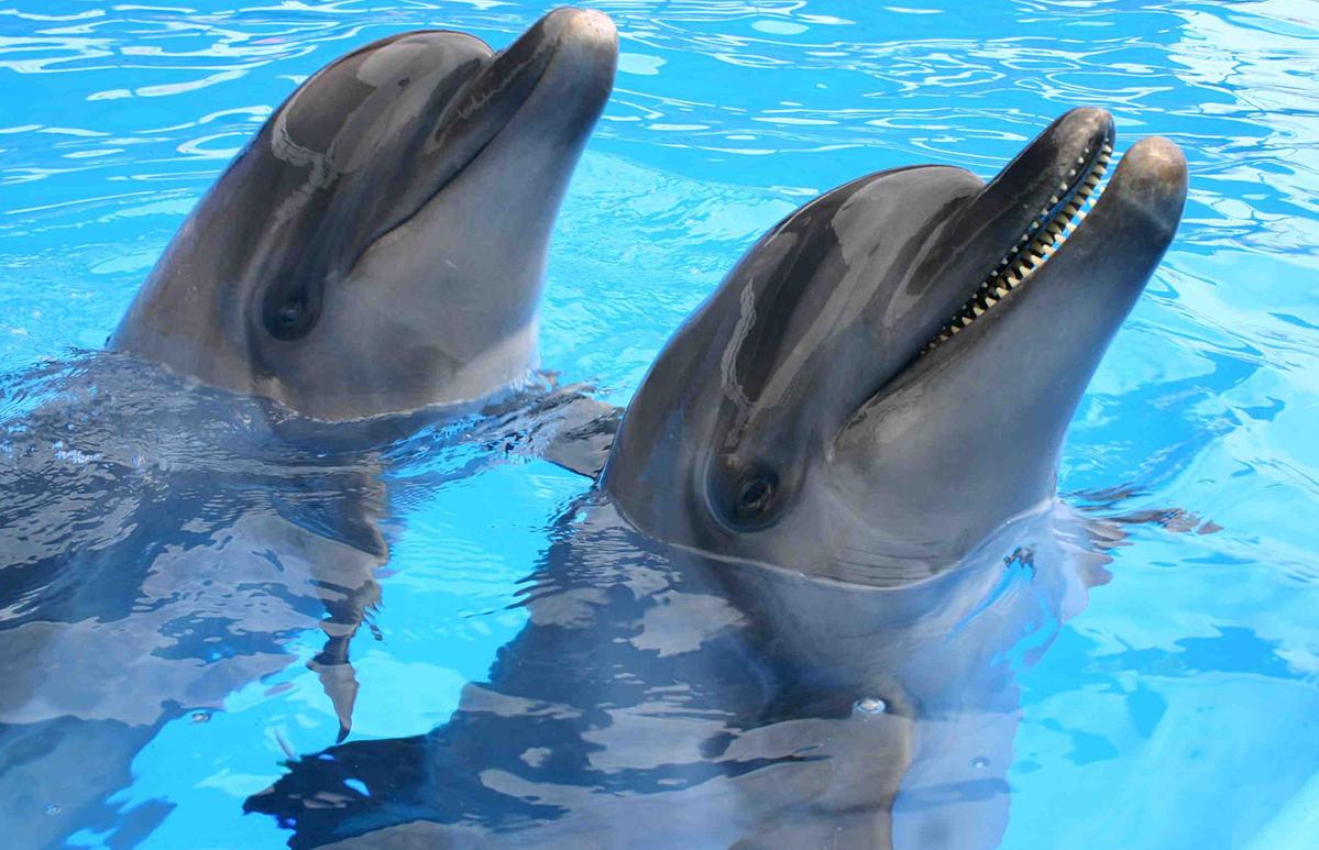 На организацию зоопарка или дельфинария нужна лицензия
