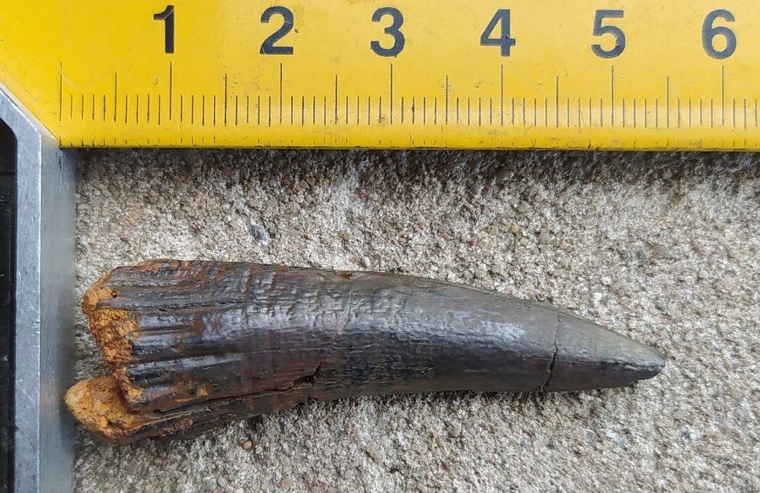 В Андреаполе наши останки рыбы, жившей более 300 миллионов лет назад