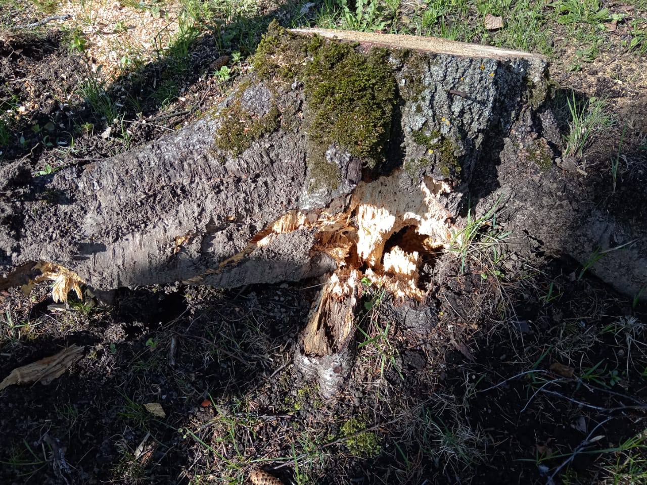 Недалеко от Завидово в Тверской области на 7-летнюю девочку упало дерево