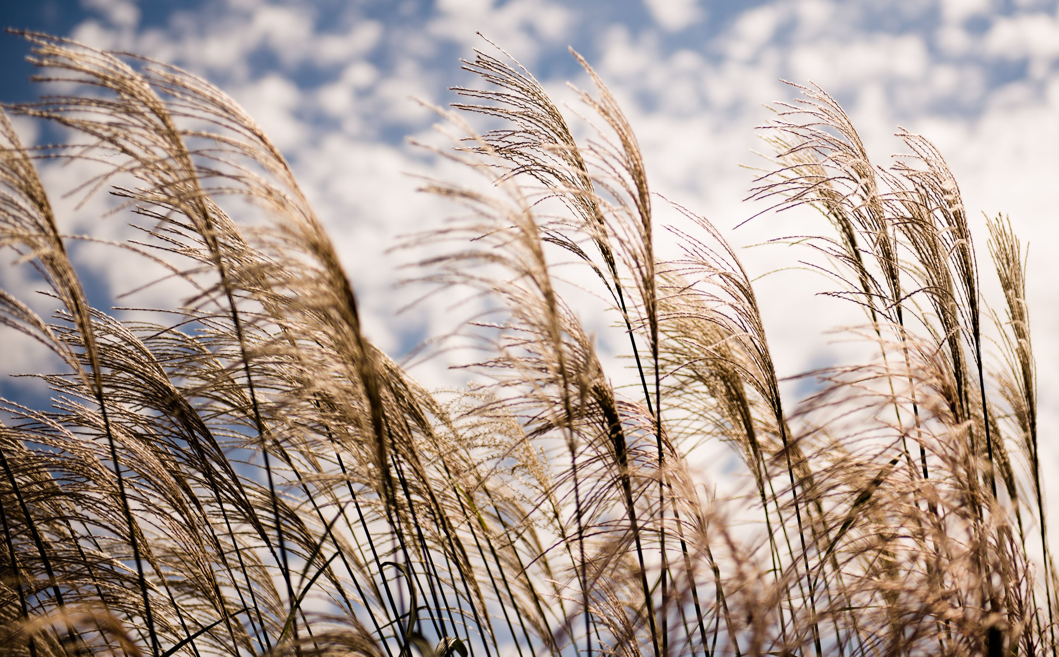 В тишине полей наливаются золотом колосья. Ветер в поле. Колосья на ветру. Природа. Колосья пшеницы на ветру.