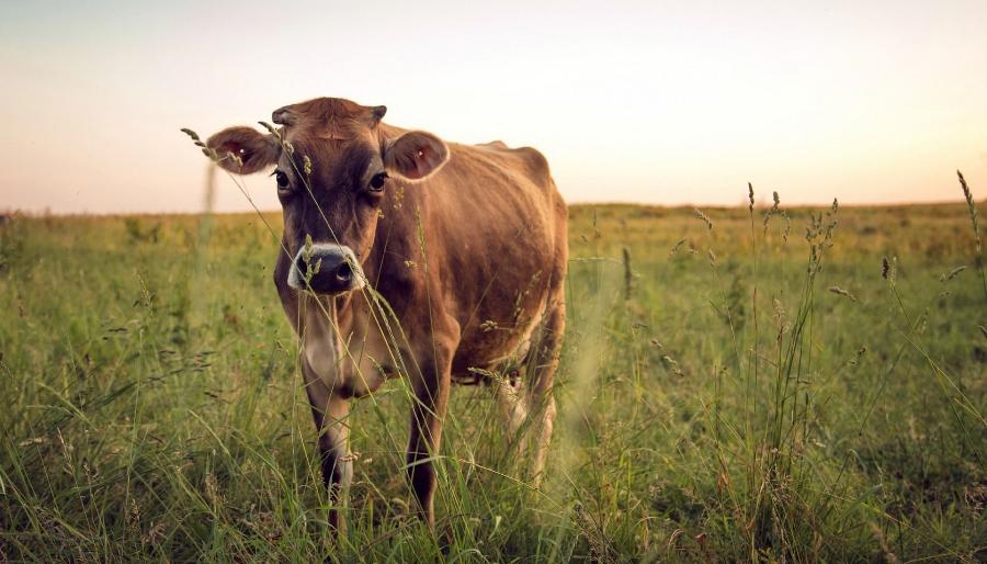 Уголовное дело фермера, заморившего коров голодом в Тверской области, прекратили