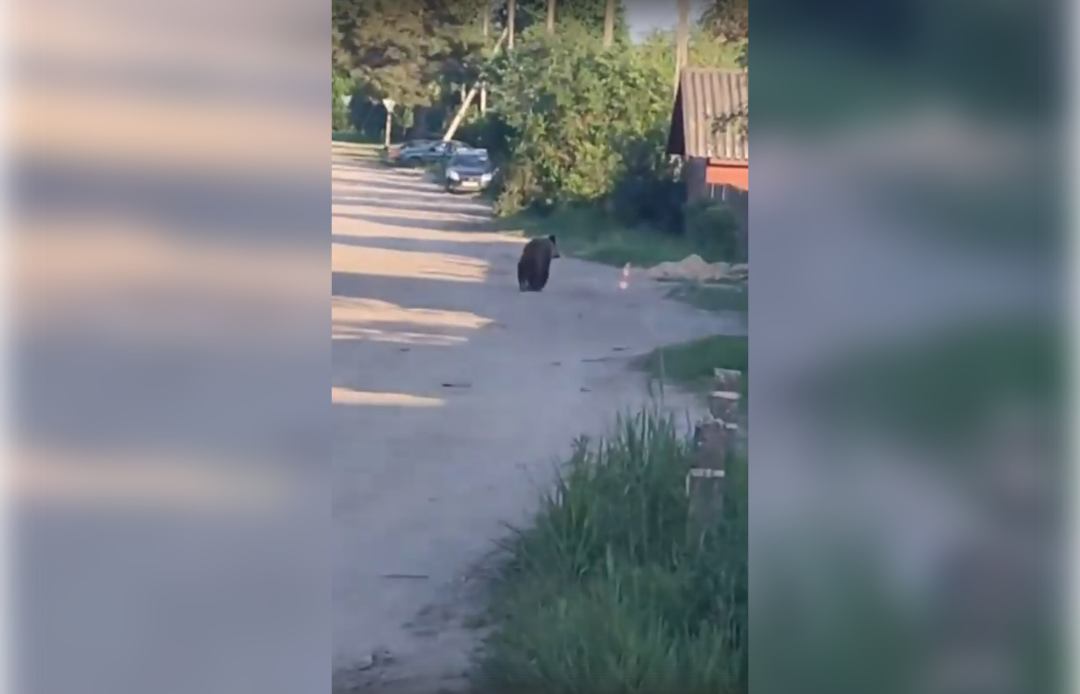 В Тверской области медведь вышел к людям