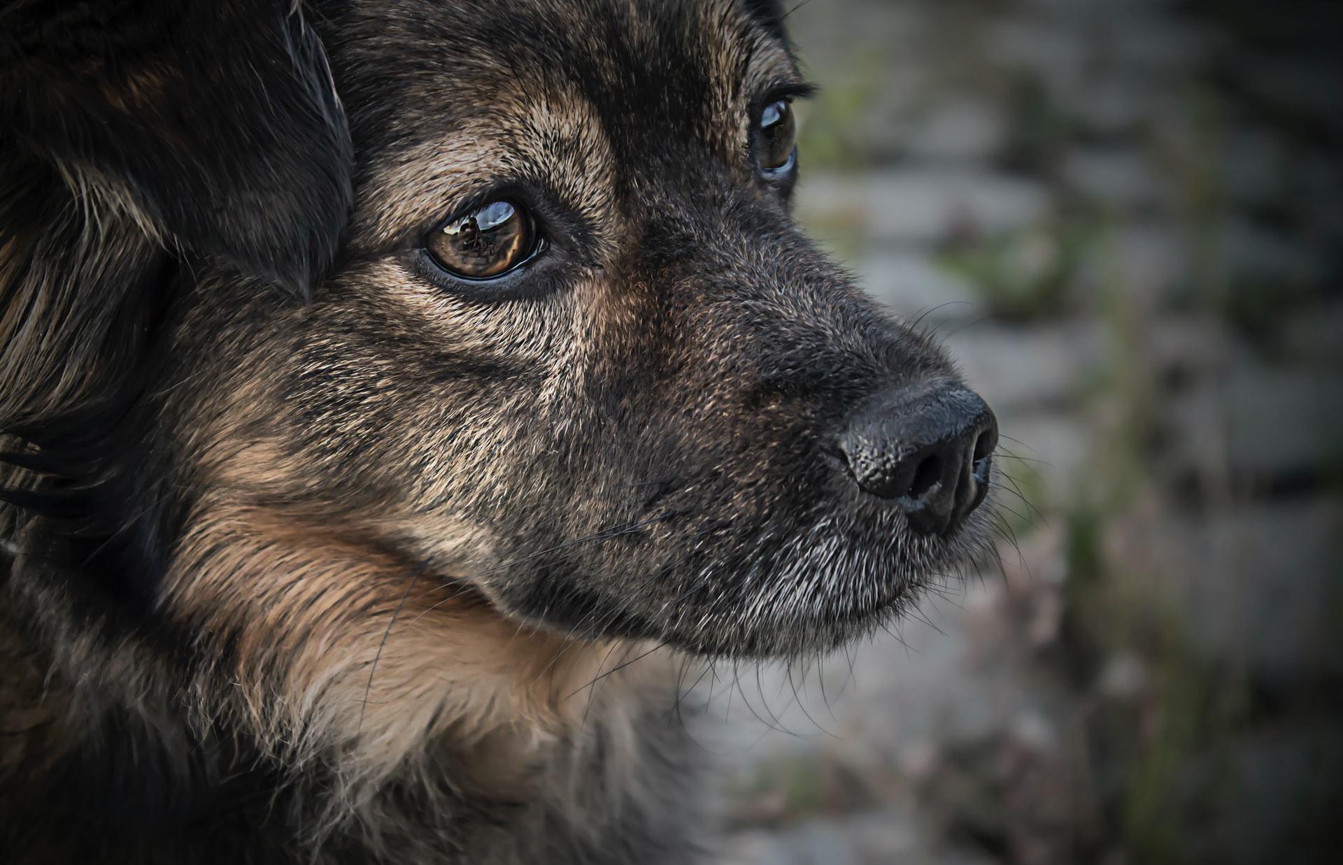 В России предлагают усыплять агрессивных собак  - новости Афанасий