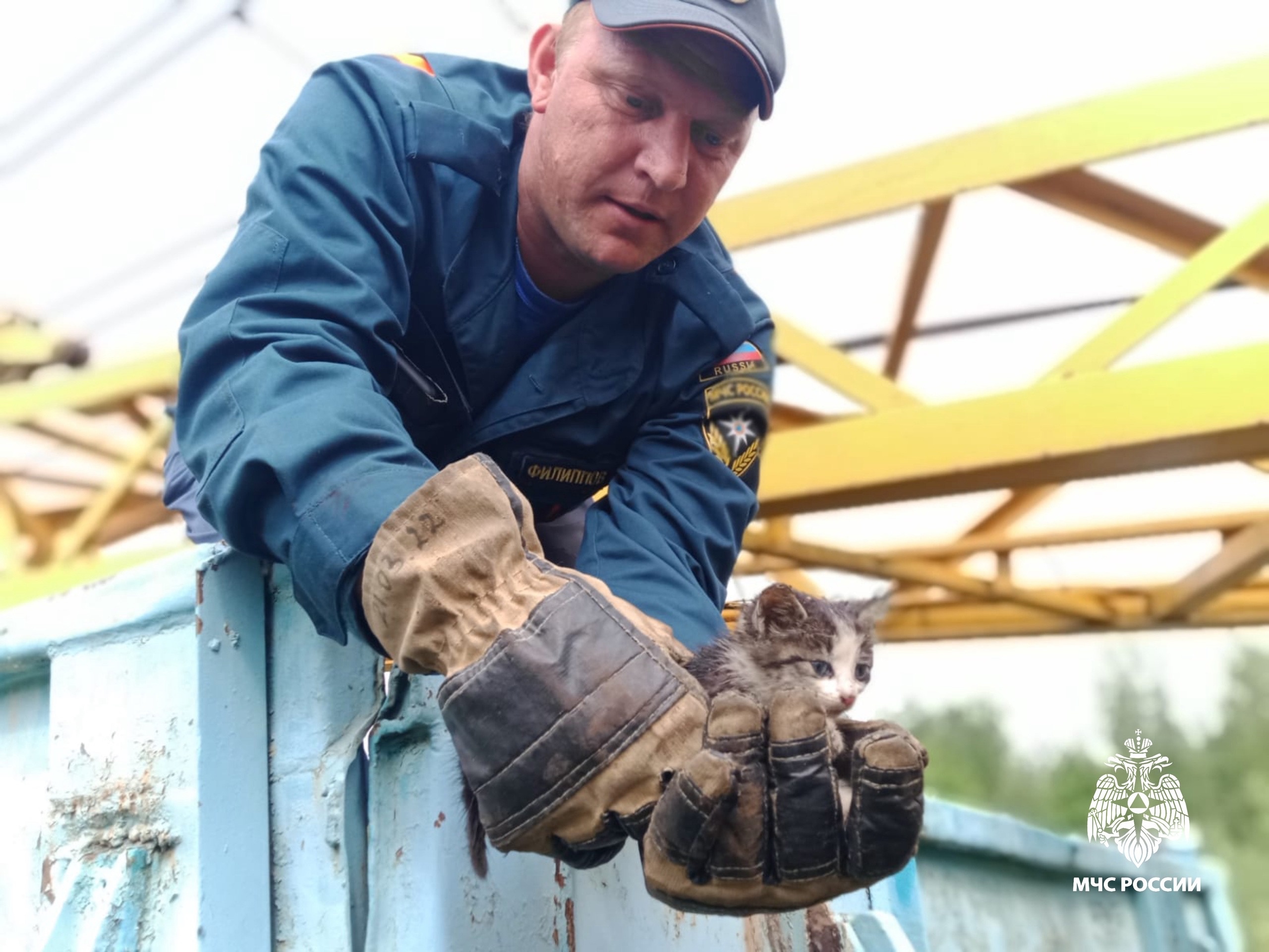 В Тверской области кота сняли с поезда 