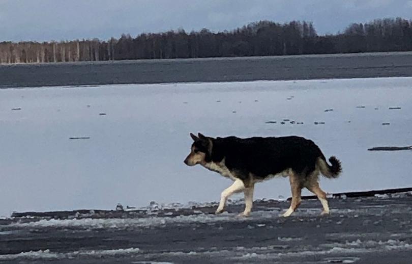 В Тверской области спасали дрейфующую на льдине собаку 