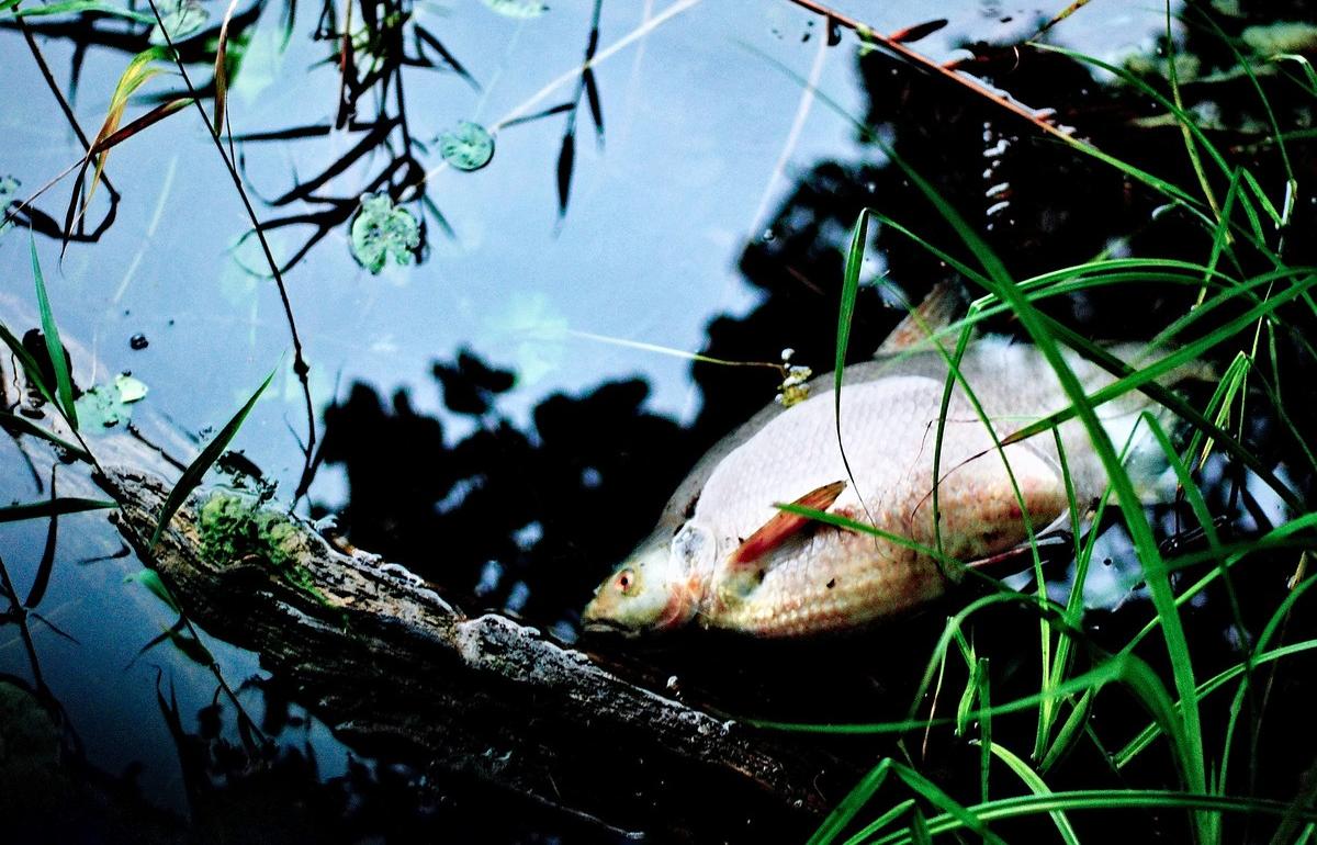 Ущерб от гибели рыбы в реке хотят взыскать с предприятия в Тверской области