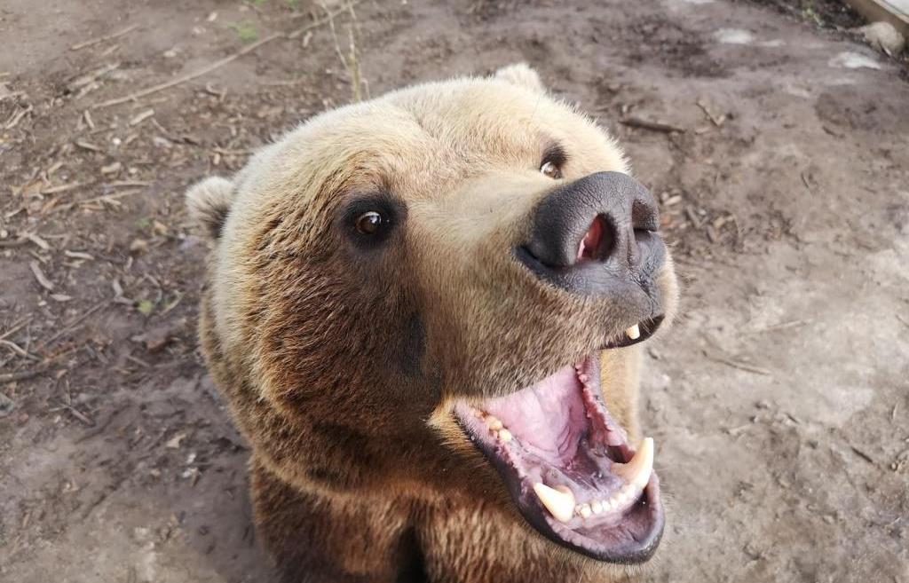 Медведь начало слова