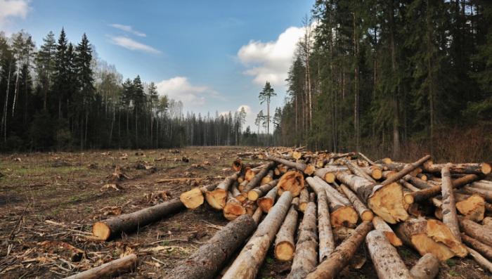 В Тверской области депутат заплатит 2 млн рублей за чужие лес и землю