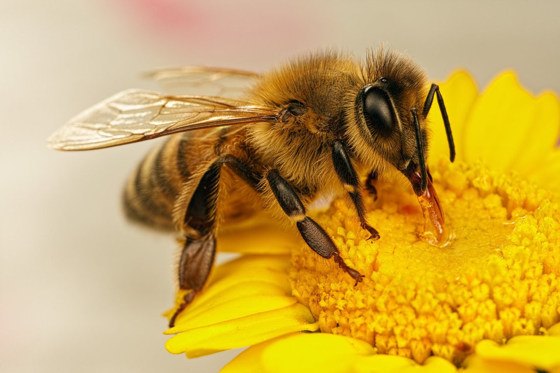 Какие пестициды опасны для пчел