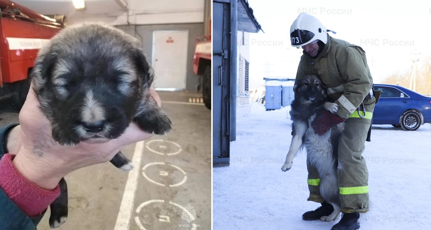 В одной из пожарных частей Твери служит четвероногий и хвостатый сотрудник Василий, которого спасли из огня год назад