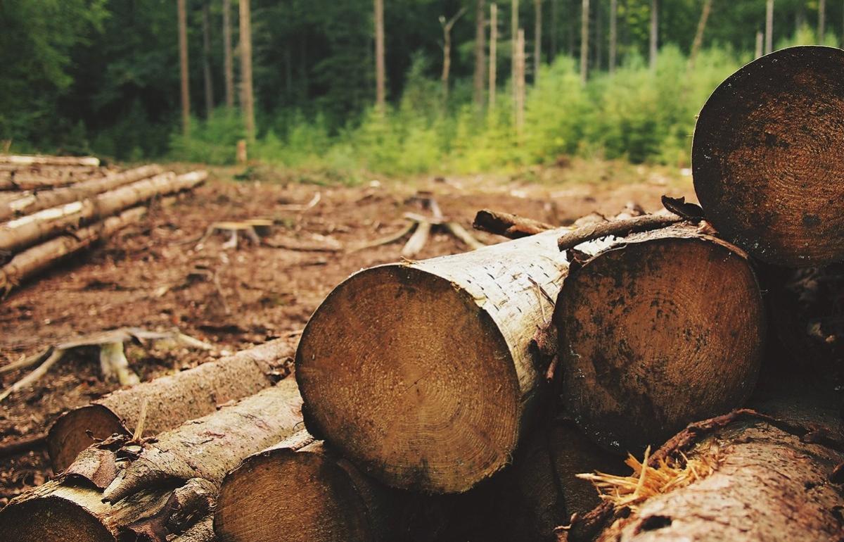 В Тверской области деревообработчику пришлось убрать незаконные постройки и мусор с сельхозземель