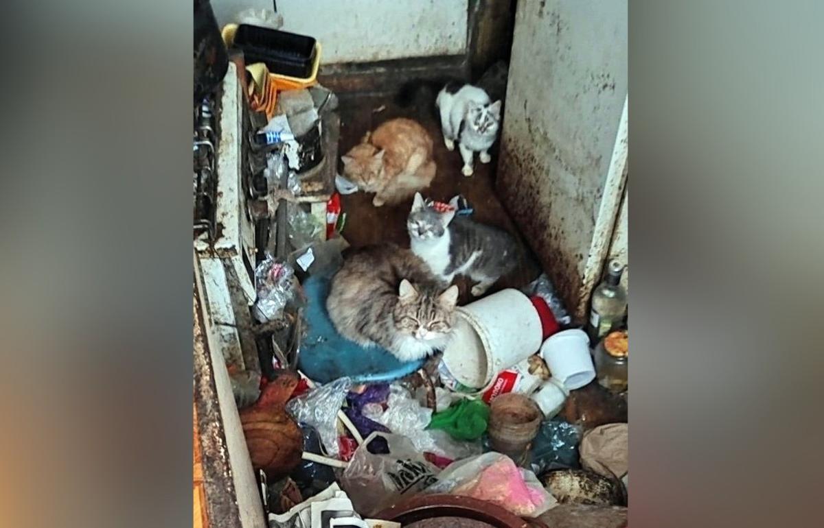 Волонтеры просят жителей Твери помочь 12 кошкам, оставшимся в квартире умершего дедушки