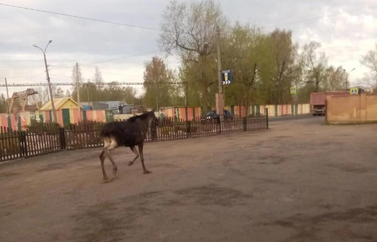 Жителям Тверской области рассказали, что делать при встрече с лосем в городе - новости Афанасий