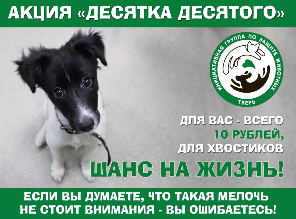 Даже 10 рублей могут помочь спасти жизнь бездомных и больных животных из Твери