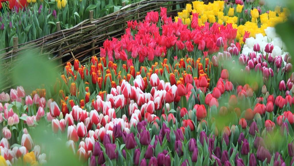Около 100 тысяч тюльпанов вырастили к весне для жителей Твери 