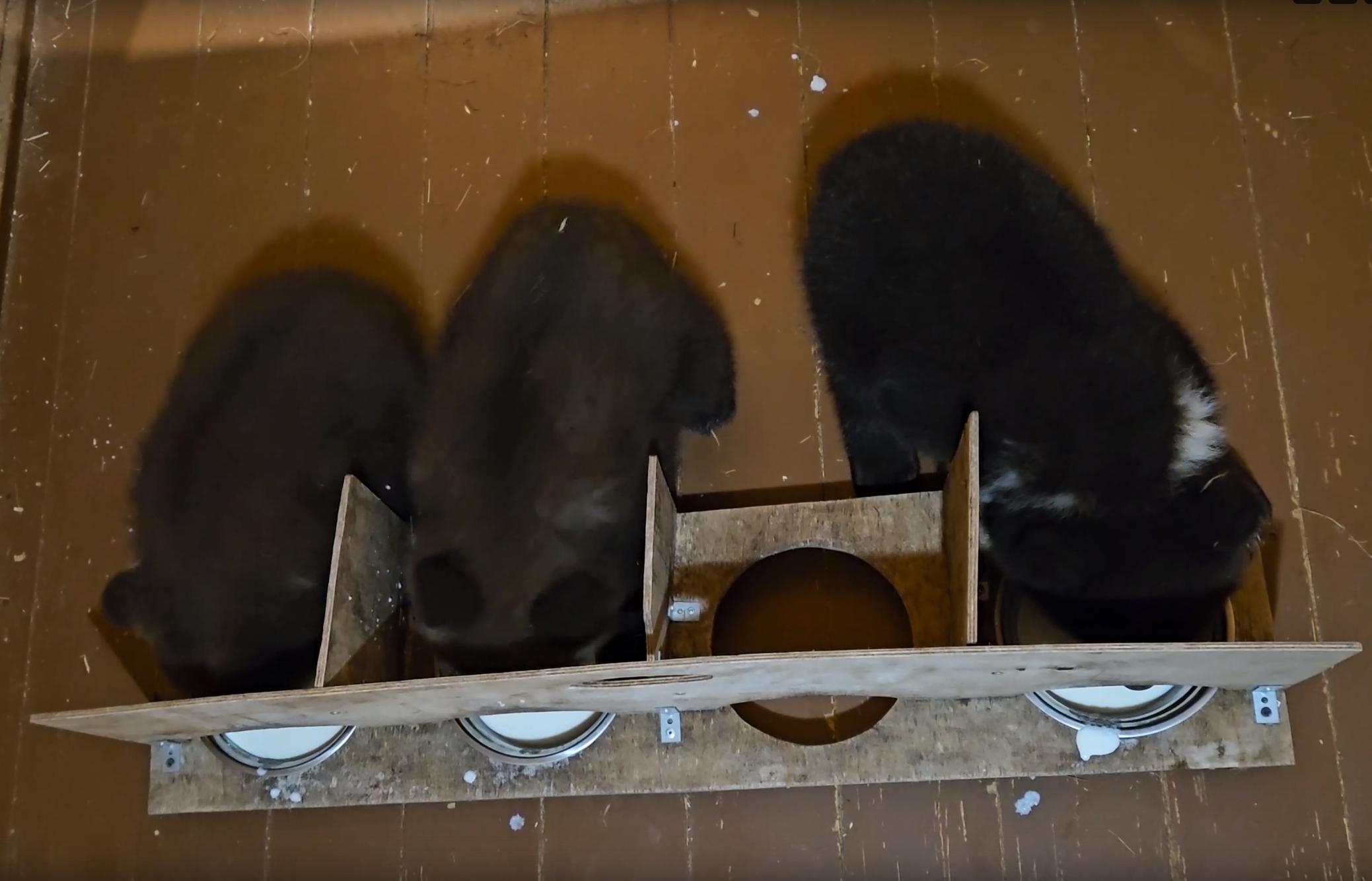 В торопецком Центре спасения медвежат-сирот показали, как обедают косолапые малыши
