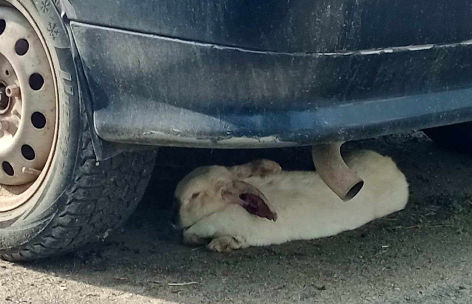 В Торжке под машиной заметили отдыхающего кролика