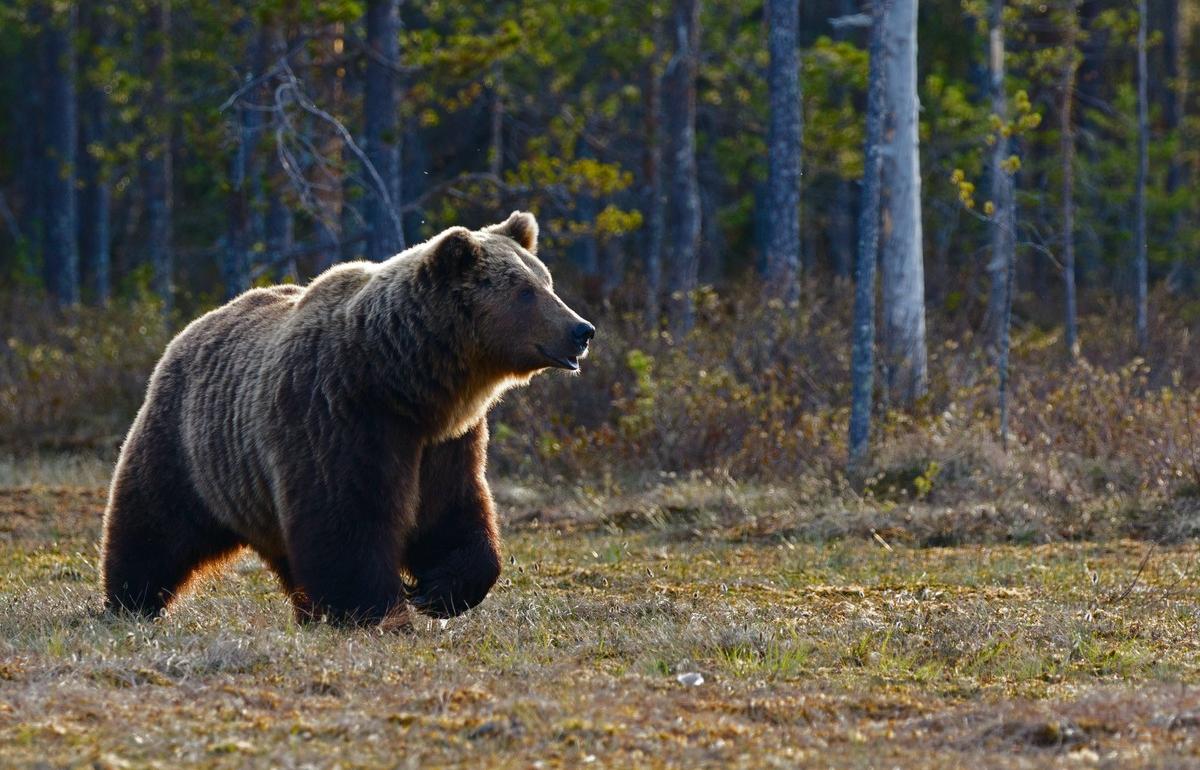 Медведь пугает жителей и разоряет пасеки в Максатихинском районе Тверской  области | 12.07.2022 | Тверь - БезФормата