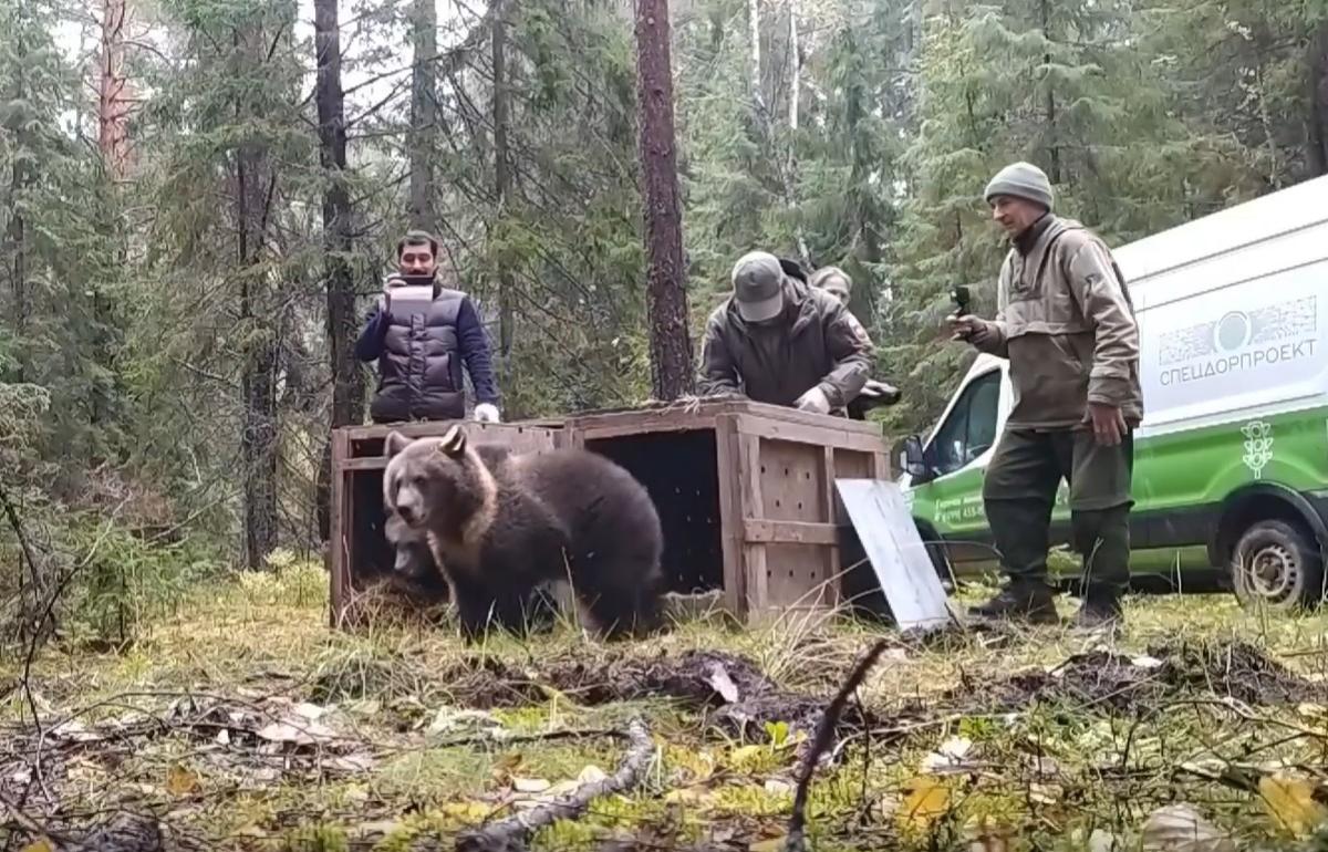 Медвежата Чук и Гек из Центра Пажетновых в Тверской области отправились в вологодские леса