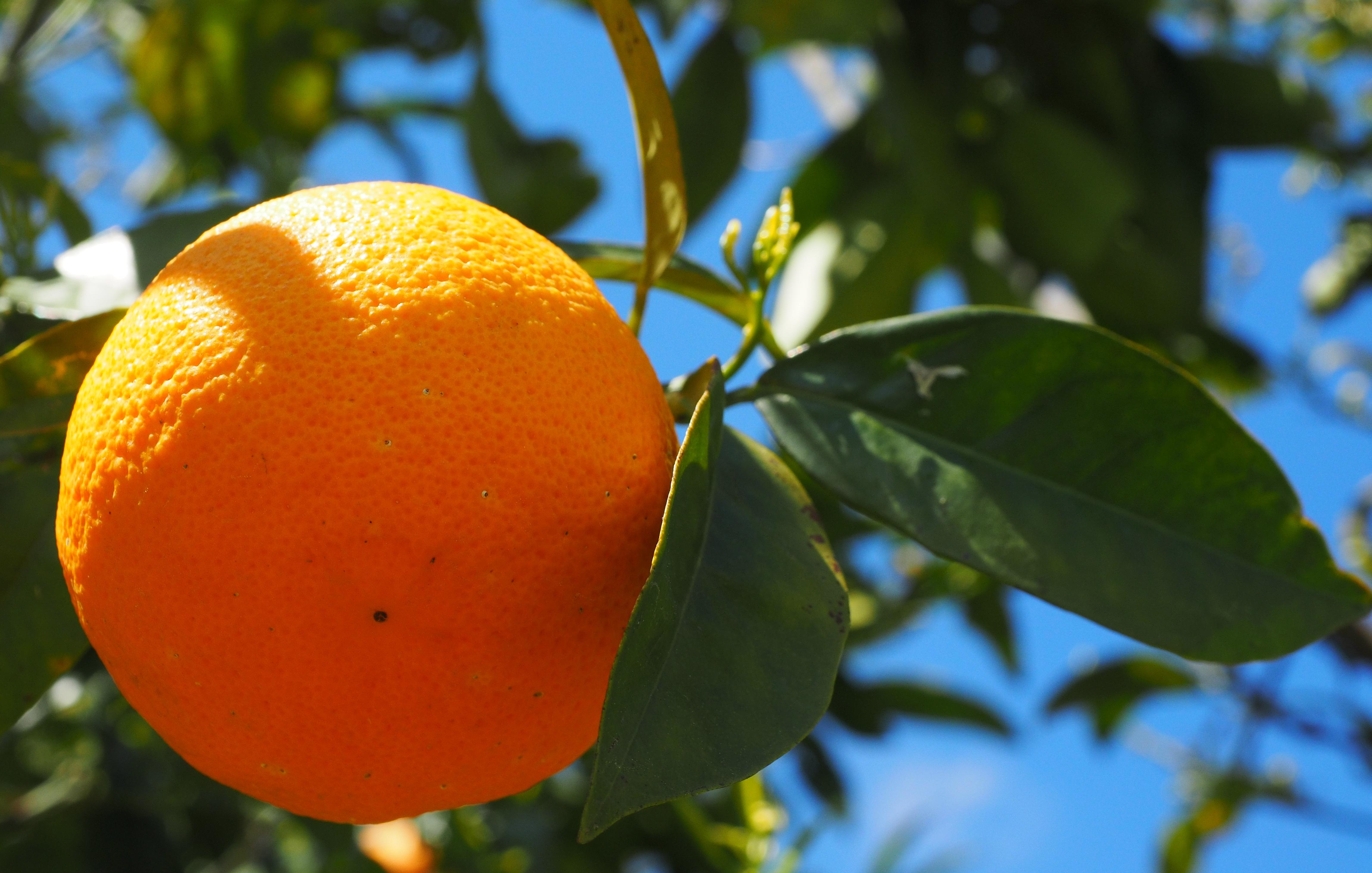 В Твери нашли опасные апельсины из Турции