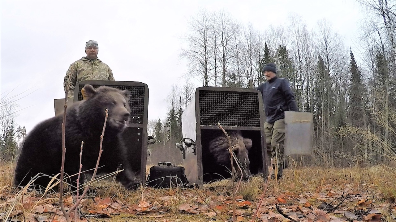 Подросших медвежат из Тверской области выпустили на волю 