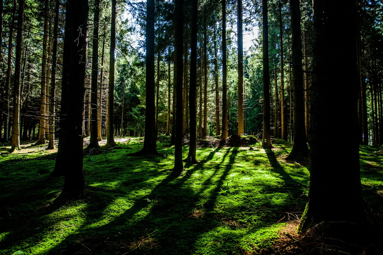 В Тверской области более чем вдвое уменьшился объем незаконных рубок на землях лесного фонда