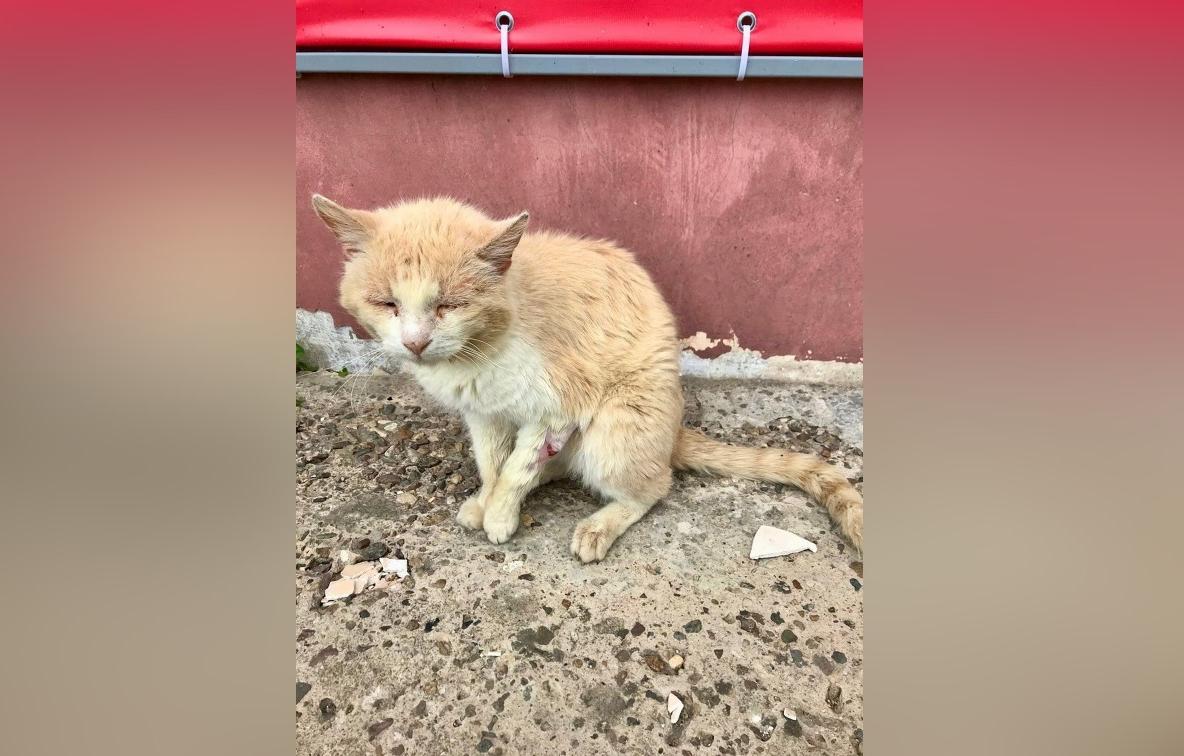 Зоозащитники Твери собирают средства на кота Саймона с искалеченной лапой