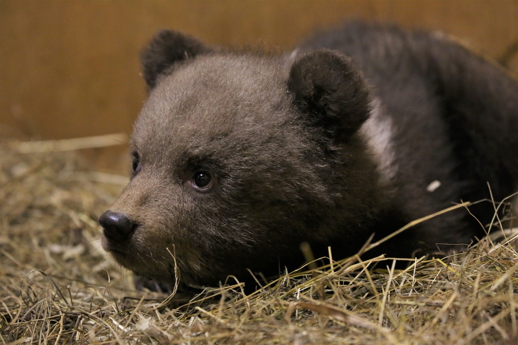 В Центре спасения медвежат-сирот появились трое новых подопечных из Костромской области