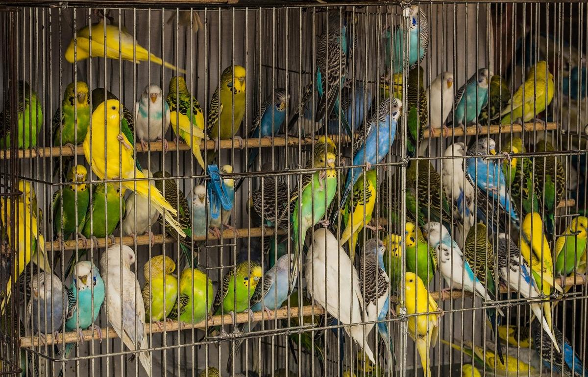 В Тверской области «38 попугаев» незаконно торговали лекарствами для животных