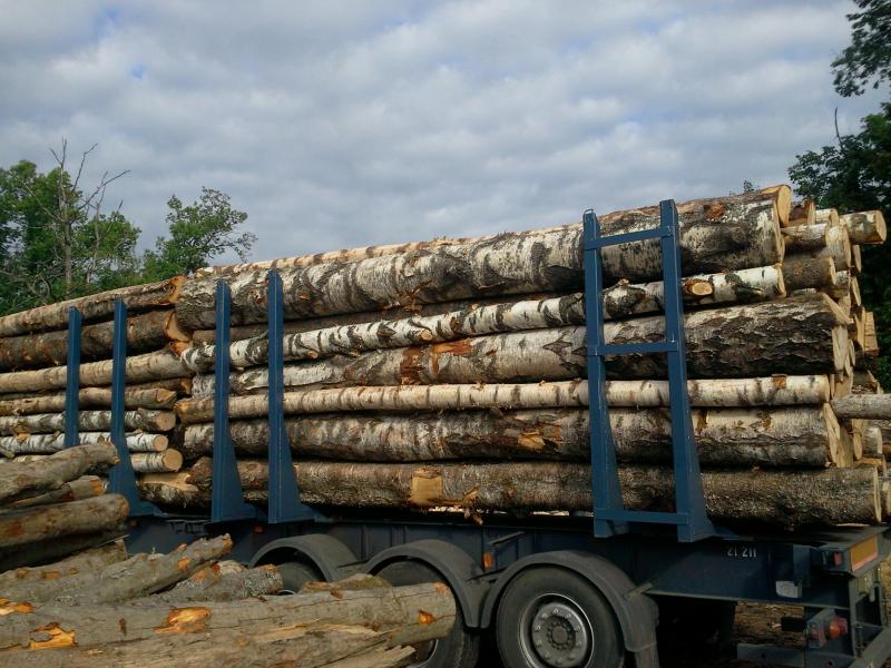 Директора компании из Торопца оштрафовали на 30 тыс. рублей за недочеты в сопроводительных документах на древесину