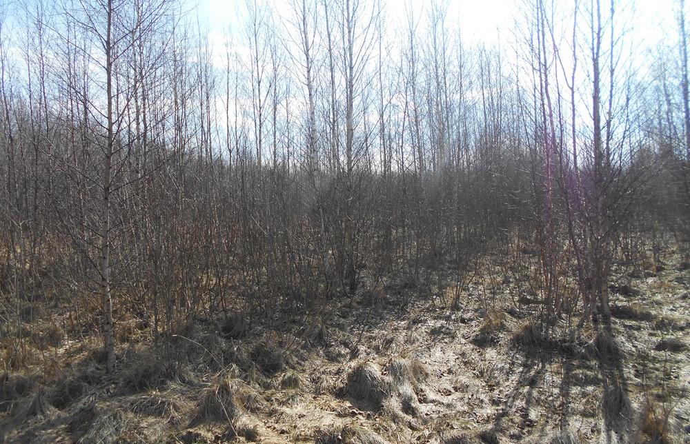 Землевладельца в Тверской области могут оштрафовать за заброшенный участок