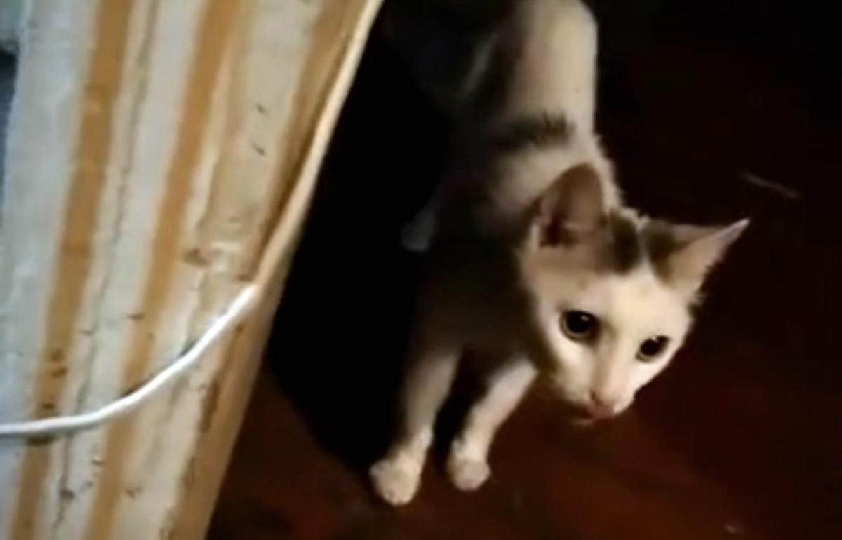 В Тверской области зоозащитники просят помощи для одинокой бабушки и ее кота - новости Афанасий