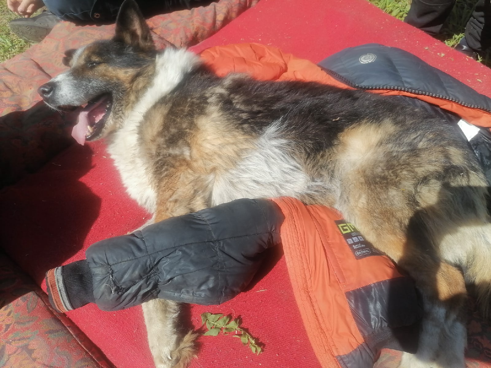 В Тверской области собаку со связанными лапами сбросили в канализацию 